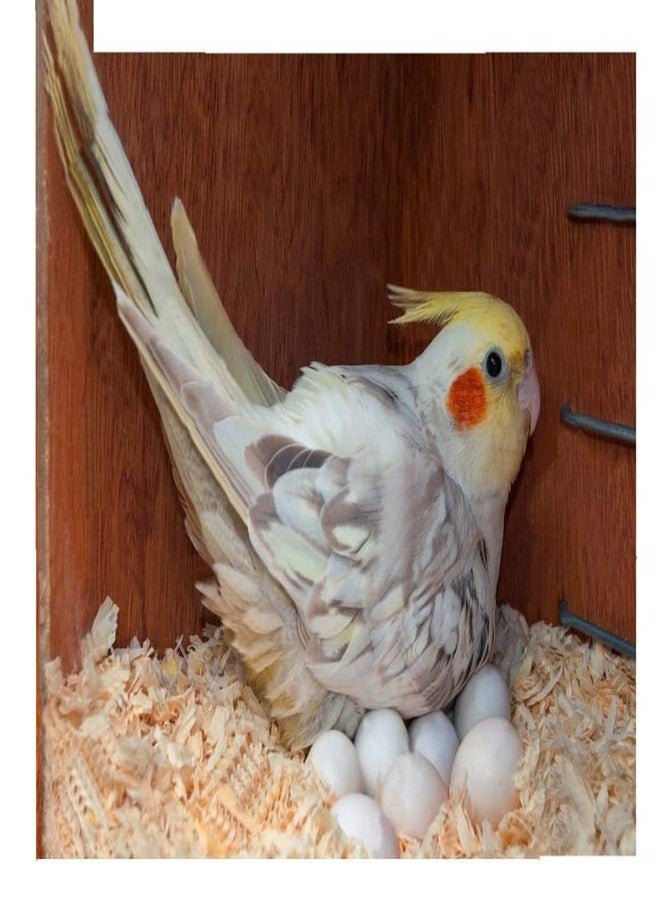 Birds' Park نشارة خشب عش الطائر المستوردة، مناسبة للطيور التي تضع البيض مثل طيور الحب، كما أنها مناسبة للهامستر. - Image 1